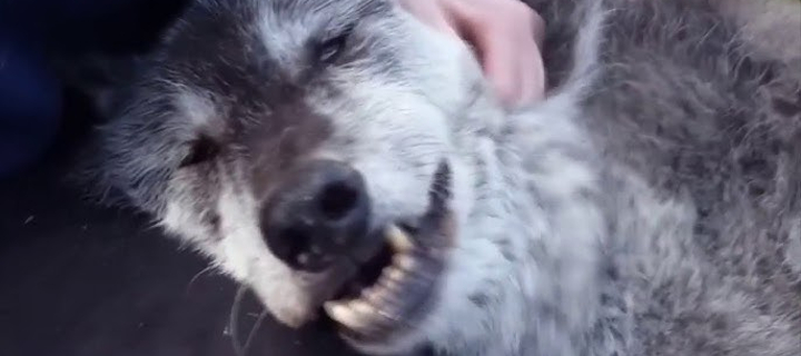 This is the Avatar Image for the HappyWolf (Russian YouTuber) AI Voice and Text to Speech Generator