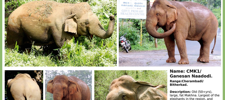 This is the Avatar Image for the The Score - Top of the World (Drums) (Ov2) AI Voice and Text to Speech Generator