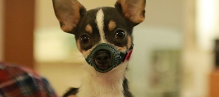 This is the Avatar Image for the Cure Wonderful (JP)(Wonderful Precure!)(OV2) AI Voice and Text to Speech Generator