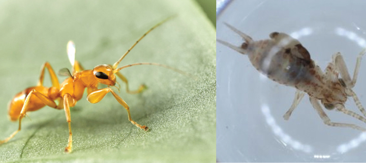 This is the Avatar Image for the Smallant (Larger Dataset) AI Voice and Text to Speech Generator