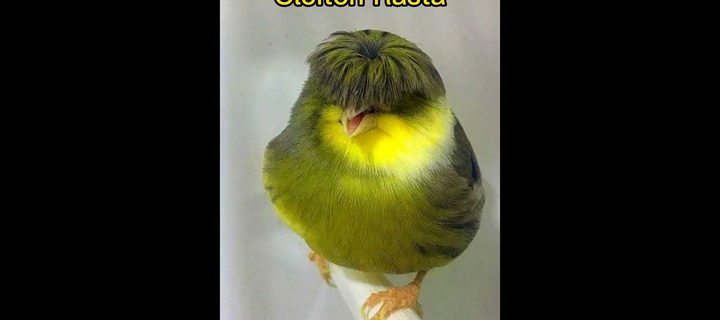 This is the Avatar Image for the Cleiton Rasta AI Voice and Text to Speech Generator