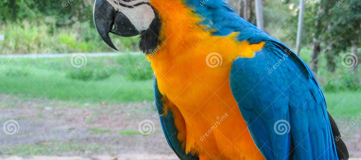 This is the Avatar Image for the Tropia/pairoT AI Voice and Text to Speech Generator