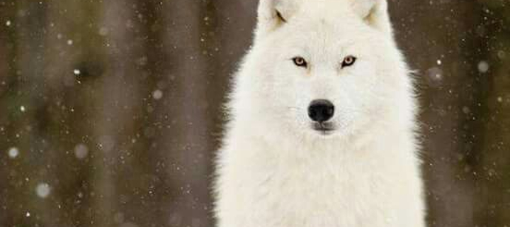 This is the Avatar Image for the Beyaz Kurt AI Voice and Text to Speech Generator