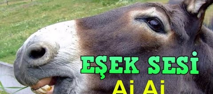 This is the Avatar Image for the Eşek sesi AI Voice and Text to Speech Generator