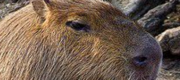 This is the Avatar Image for the Whirow (Youtuber) AI Voice and Text to Speech Generator