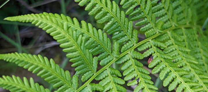 This is the Avatar Image for the Fern AI Voice and Text to Speech Generator