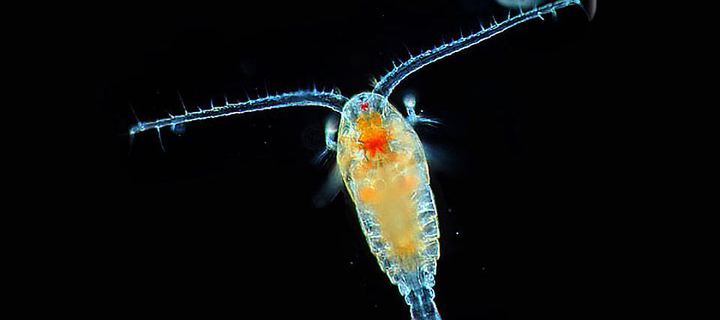 This is the Avatar Image for the Plankton AI Voice and Text to Speech Generator