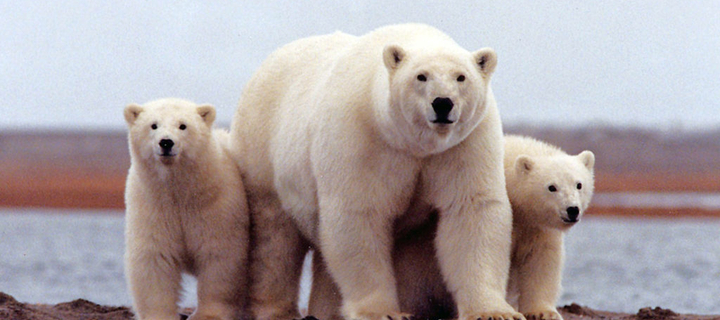 This is the Avatar Image for the Russian Polar Bear AI Voice and Text to Speech Generator