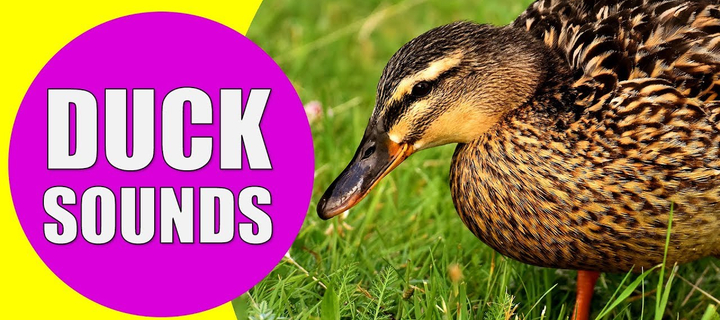 This is the Avatar Image for the Duck Sound Effect AI Voice and Text to Speech Generator